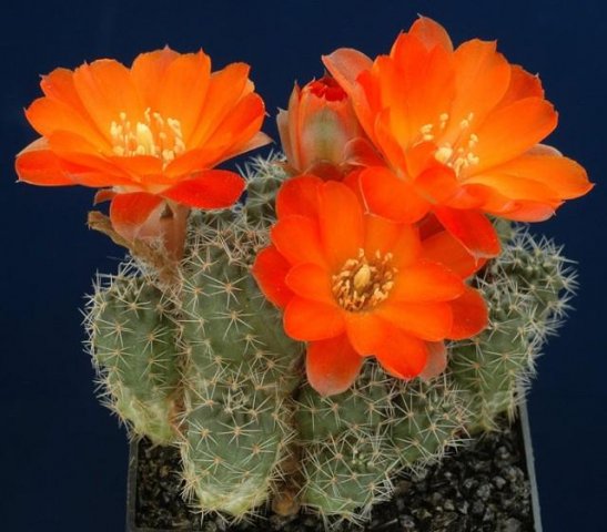 Rebutia_steinmannii_v_raus